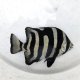 《近海産海水魚》イシダイ幼魚のライン乱れ(画像の個体です)・・当店ハンドコート採取