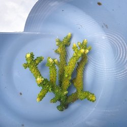 画像2: 《近海産海洋生物》【美グリーン】ミドリイシ（画像の個体です）