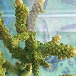 画像3: 《近海産海洋生物》【美グリーン】ミドリイシ（画像の個体です）