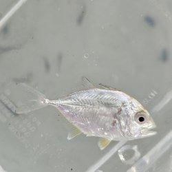 画像2: 《近海産海水魚》【激レア】ロウニンアジ（ジャイアントトレバリー）の幼魚・・当店ハンドコート採取（状態よく捕獲するのが非常に困難なお魚なので、激おすすめです）