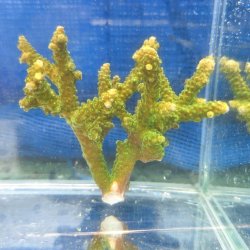 画像2: 《近海産海洋生物》【美グリーン】ミドリイシ（画像の個体です）