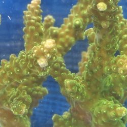 画像1: 《近海産海洋生物》【美グリーン】ミドリイシ（画像の個体です）