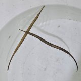 《近海産海水魚》テングヨウジ　雄雌(天然ペア)…当店ハンドコート採取