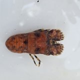 《近海産甲殻類》キタンヒメセミエビ(画像の個体です)ハンドコート採取