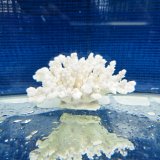 《風化サンゴ類》　飾りサンゴ（ミドリイシ）