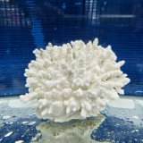 《風化サンゴ類》　飾りサンゴ（ミドリイシ）