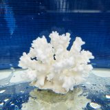 《風化サンゴ類》　飾りサンゴ（ミドリイシ）