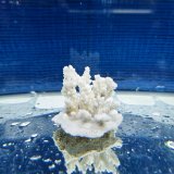 《風化サンゴ類》　飾りサンゴ（ミドリイシ）