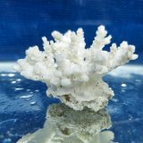 《風化サンゴ類》　飾りサンゴ（ミドリイシ）