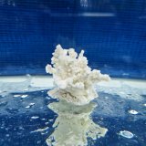 《風化サンゴ類》　飾りサンゴ（ミドリイシ）