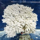 《風化サンゴ類》　飾りサンゴ（ミドリイシ）