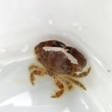 《近海産甲殻類》【珍】オウギガニ科の1種（画像の個体です）…ハンドコート採取