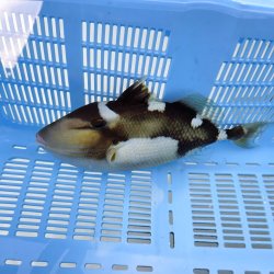 画像9: 《近海産海水魚》【ウルトラレア】イトヒキオキハギ…ハンドコート採取