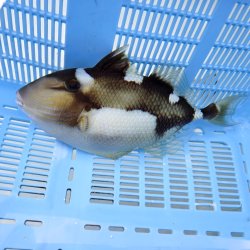 画像4: 《近海産海水魚》【ウルトラレア】イトヒキオキハギ…ハンドコート採取