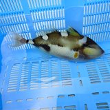 《近海産海水魚》【ウルトラレア】イトヒキオキハギ…ハンドコート採取