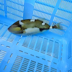 画像7: 《近海産海水魚》【ウルトラレア】イトヒキオキハギ…ハンドコート採取