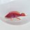 画像2: 《近海産海水魚》【珍】アカオビハナダイ雄（画像の個体です）・・当店ハンドコート採取 (2)