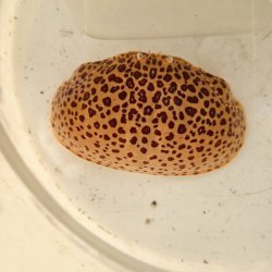 画像4: 《近海産甲殻類》マルソデカラッパ（ドットカラー）…レアー模様