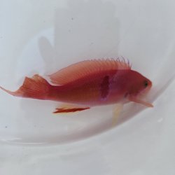 画像4: 《近海産海水魚》【珍】アカオビハナダイ雄（画像の個体です）・・当店ハンドコート採取