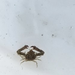 画像3: 《近海産甲殻類》ヒシガニ（画像の個体です）…ベビーサイズ