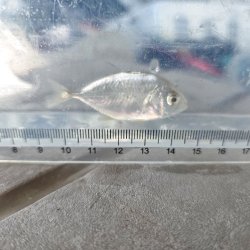 画像4: 《近海産海水魚》【激レア】ロウニンアジ（ジャイアントトレバリー）の幼魚・・当店ハンドコート採取（状態よく捕獲するのが非常に困難なお魚なので、激おすすめです）