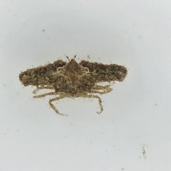 画像2: 《近海産甲殻類》ヒシガニ（画像の個体です）…ベビーサイズ