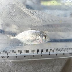 画像5: 《近海産海水魚》【激レア】ロウニンアジ（ジャイアントトレバリー）の幼魚・・当店ハンドコート採取（状態よく捕獲するのが非常に困難なお魚なので、激おすすめです）