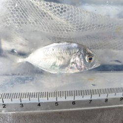 画像3: 《近海産海水魚》【激レア】ロウニンアジ（ジャイアントトレバリー）の幼魚・・当店ハンドコート採取（状態よく捕獲するのが非常に困難なお魚なので、激おすすめです）