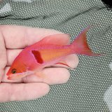 《近海産海水魚》【珍】アカオビハナダイ　オス・・当店ハンドコート採取