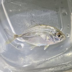 画像2: 《近海産海水魚》オニヒラアジ幼魚（激レア）…当店ハンドコート採取