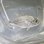 画像2: 《近海産海水魚》オニヒラアジ幼魚（激レア）…当店ハンドコート採取 (2)