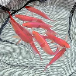 画像1: 《近海産海水魚》【珍】アカオビハナダイ　オス1匹、メス1匹セット・・当店ハンドコート採取