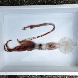 画像1: 《深海性甲殻類》冷凍ユウレイイカ(画像の個体です)‥撮影ケース（30〜20センチ）