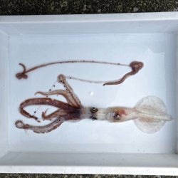 画像1: 《深海性甲殻類》冷凍ユウレイイカ(画像の個体です)‥撮影ケース（30〜20センチ）