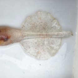 画像2: 《深海性甲殻類》冷凍ユウレイイカ(画像の個体です)‥撮影ケース（30〜20センチ）