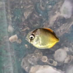 画像2: 《近海産海水魚》フウライチョウチョウウオ幼魚…当店ハンドコート採取（熊野灘産）