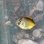 画像2: 《近海産海水魚》フウライチョウチョウウオ幼魚…当店ハンドコート採取（熊野灘産） (2)