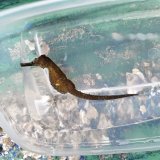 《近海産海水魚》【南伊勢産ワイルド個体】タカクラタツ（画像の個体です）・・・ハンドコート採取