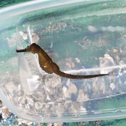 画像1: 《近海産海水魚》【南伊勢産ワイルド個体】タカクラタツ（画像の個体です）・・・ハンドコート採取