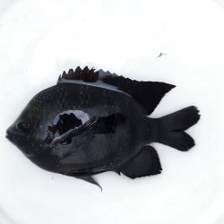 画像4: 《近海産海水魚》【珍入荷】テンジクスズメダイ‥
