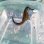 画像2: 《近海産海水魚》【南伊勢産ワイルド個体】タカクラタツ（画像の個体です）・・・ハンドコート採取 (2)
