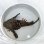 画像3: 《近海産海水魚》オニオコゼ　(Lサイズ）画像の個体です・・・ハンドコート採取 (3)