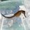 画像4: 《近海産海水魚》【南伊勢産ワイルド個体】タカクラタツ（画像の個体です）・・・ハンドコート採取 (4)