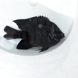 画像2: 《近海産海水魚》【珍入荷】テンジクスズメダイ‥