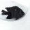 画像2: 《近海産海水魚》【珍入荷】テンジクスズメダイ‥ (2)