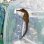 画像3: 《近海産海水魚》【南伊勢産ワイルド個体】タカクラタツ（画像の個体です）・・・ハンドコート採取 (3)