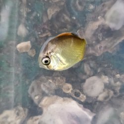 画像3: 《近海産海水魚》フウライチョウチョウウオ幼魚…当店ハンドコート採取（熊野灘産）