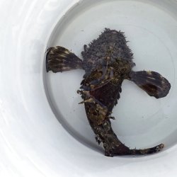 画像2: 《近海産海水魚》オニオコゼ　(Lサイズ）画像の個体です・・・ハンドコート採取