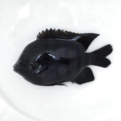 画像3: 《近海産海水魚》【珍入荷】テンジクスズメダイ‥