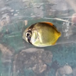 画像1: 《近海産海水魚》フウライチョウチョウウオ幼魚…当店ハンドコート採取（熊野灘産）